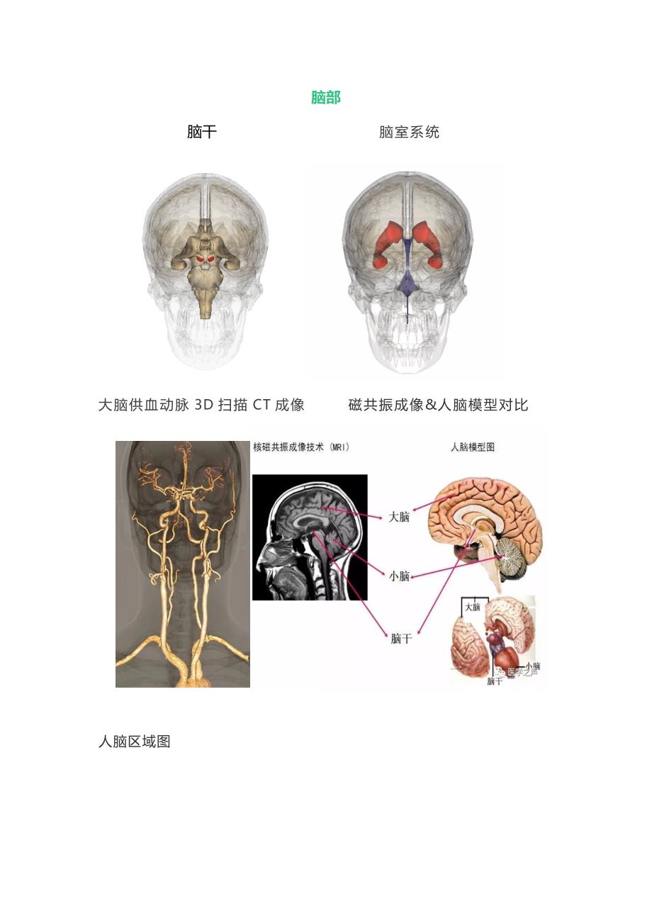 最全神经系统解剖图资料_第2页