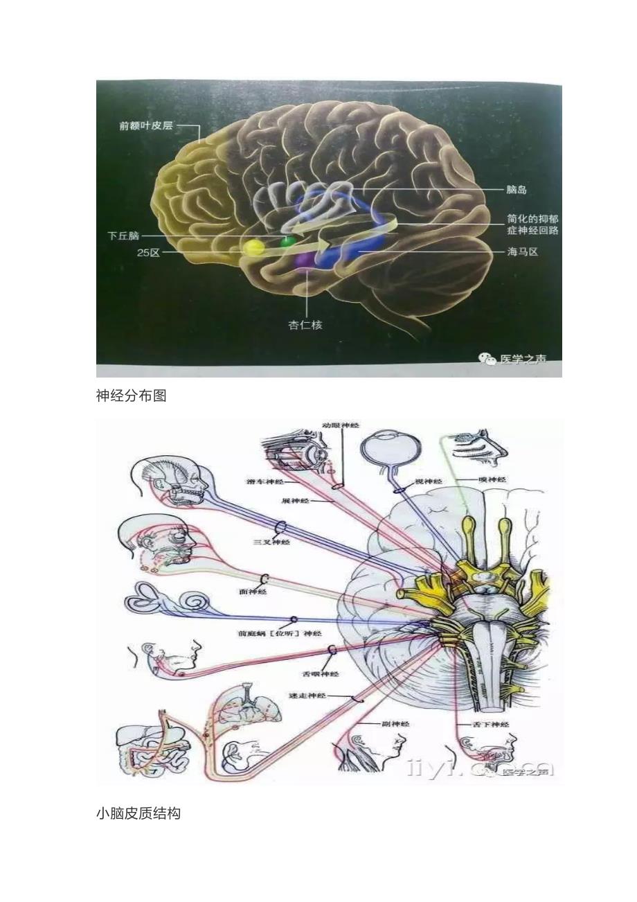 最全神经系统解剖图资料_第3页
