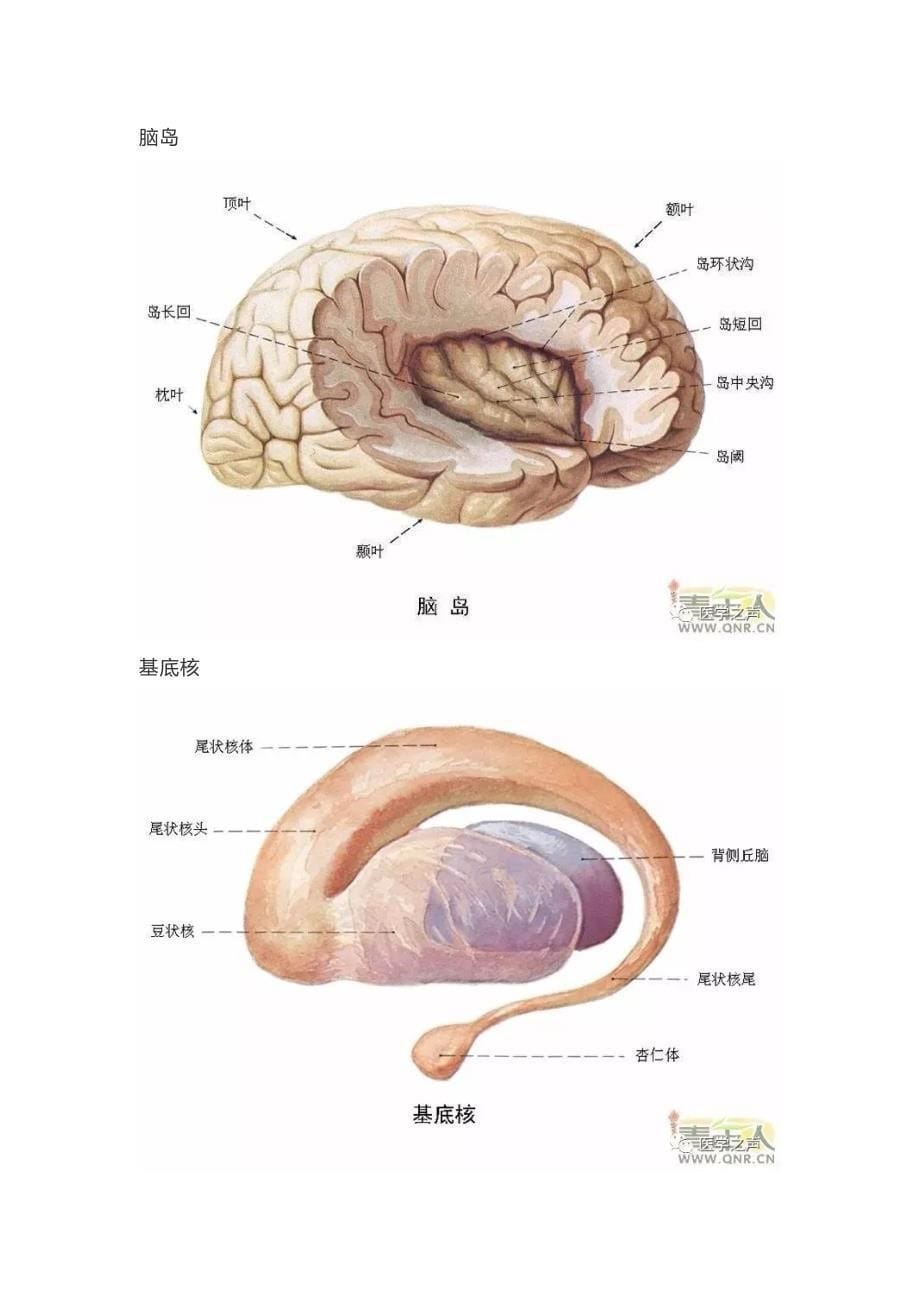 最全神经系统解剖图资料_第5页