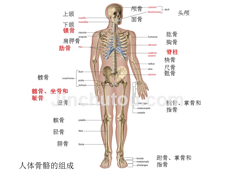 观察室常见几种部位骨折的护理.ppt_第3页