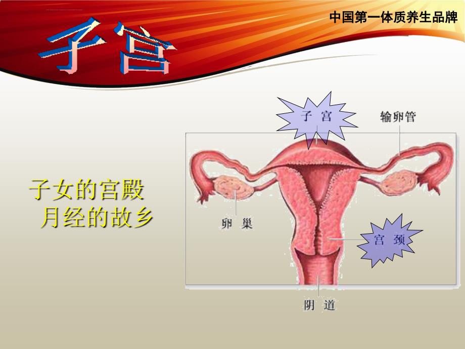 黄帝内经-卵巢保养.ppt_第4页