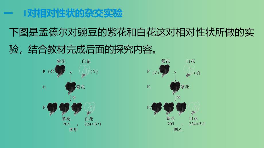 高中生物 第三章 遗传和染色体 第5课时 孟德尔1对相对性状的杂交实验课件 苏教版必修2_第4页