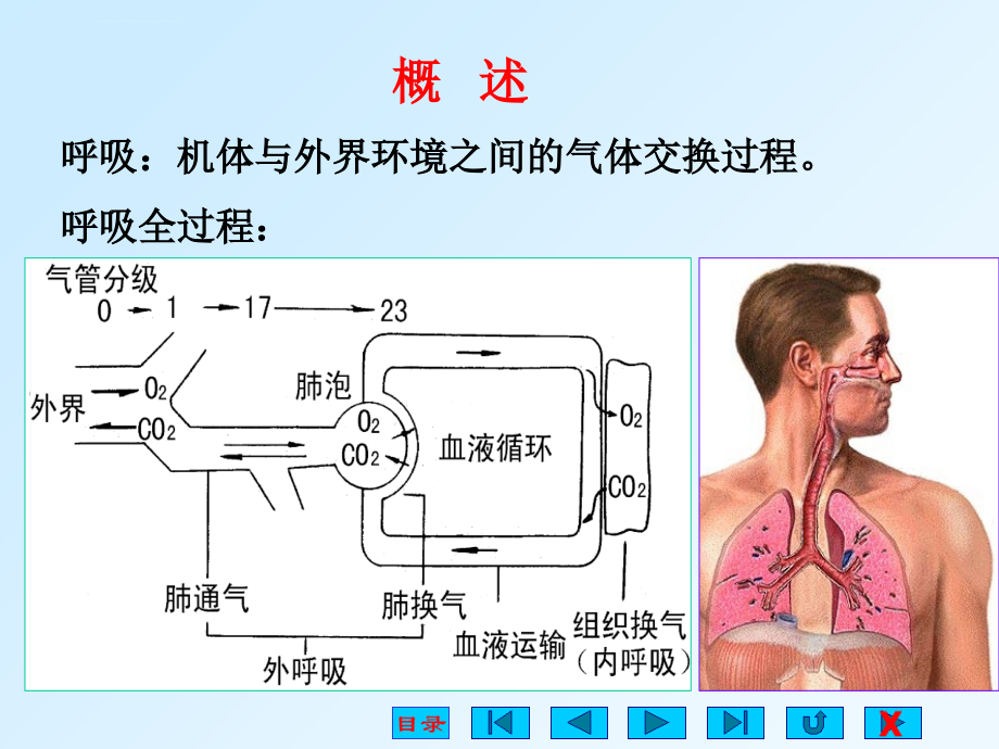生理学课件呼吸系统自改.ppt_第2页