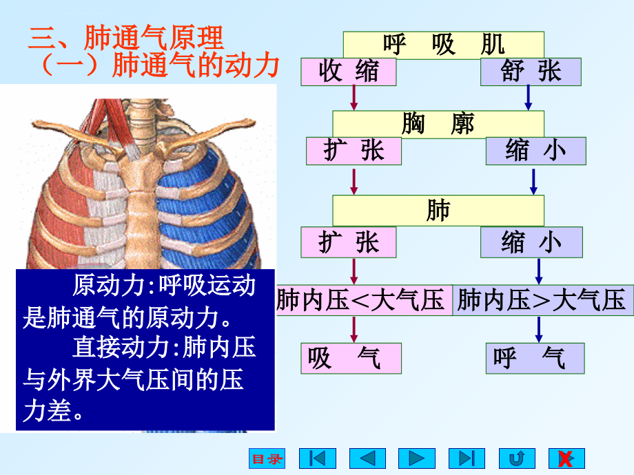 生理学课件呼吸系统自改.ppt_第4页