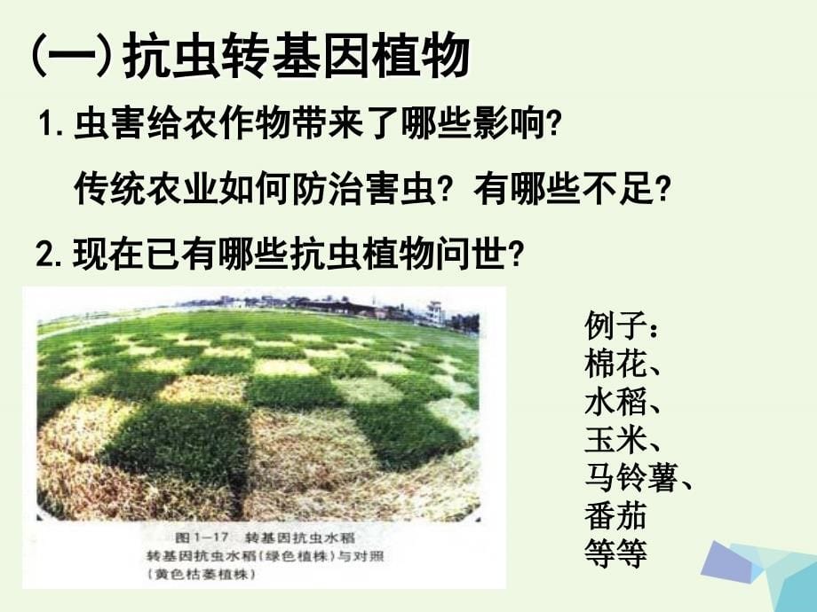 福建省福清市高中生物基因工程1.3基因工程的应用课件.ppt_第5页