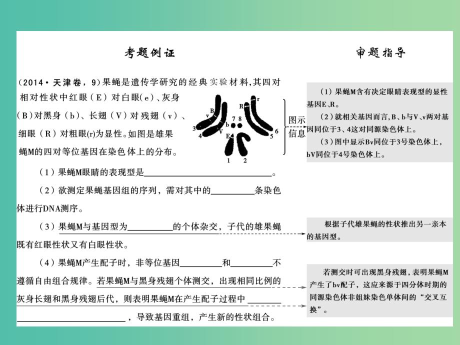 高考生物二轮专题复习 体系通关2 高频考点2 孟德尔定律、伴性遗传及人类遗传病课件_第2页