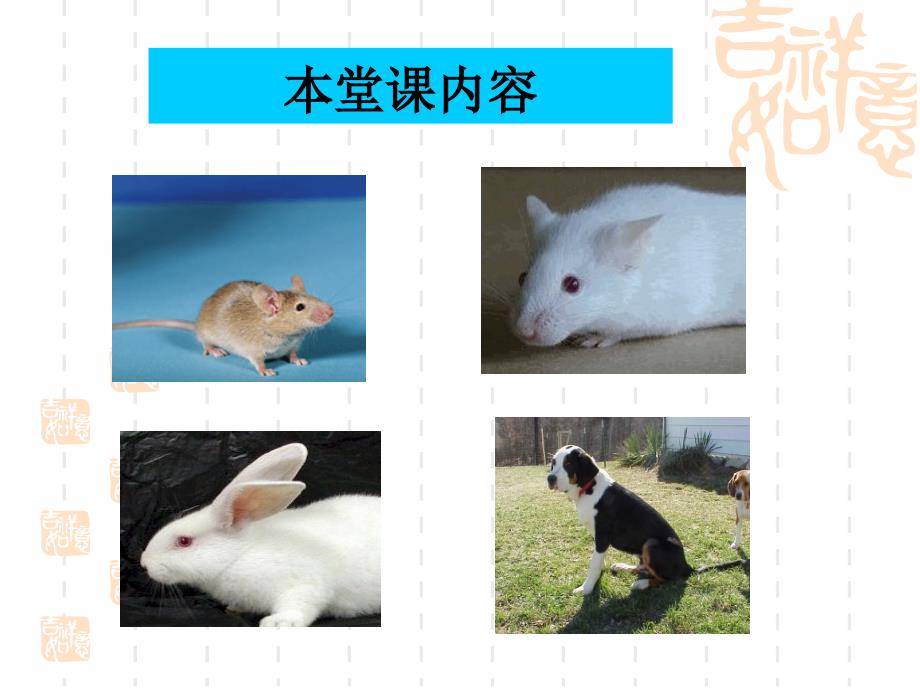 常用实验动物课件.ppt_第3页