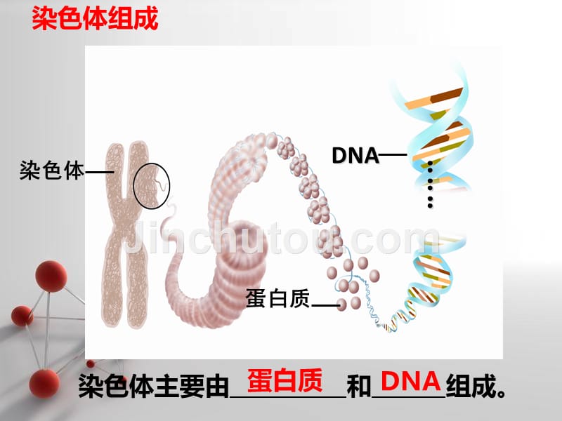 染色体dna和基因_第3页