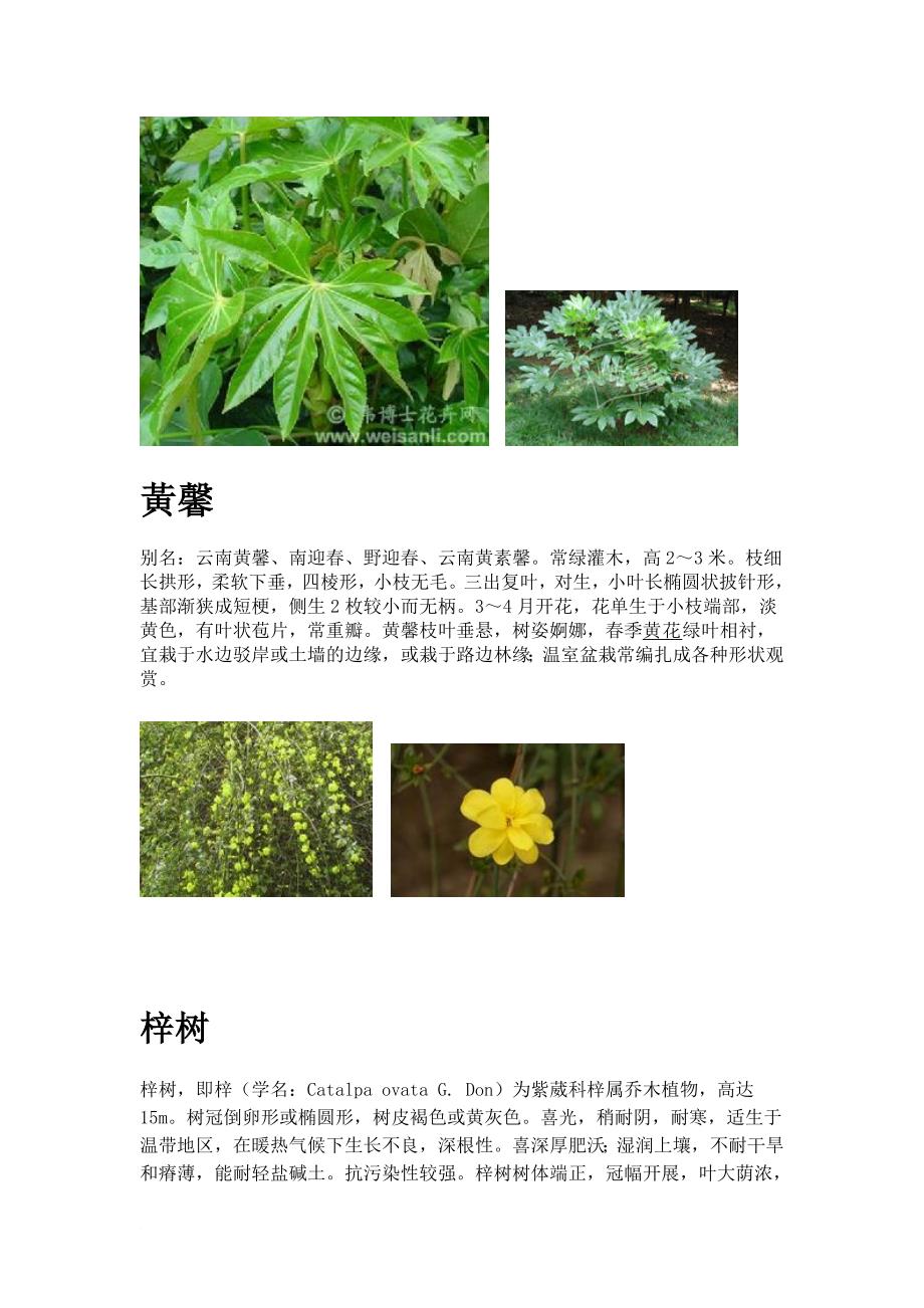 上海市30种常见树木和植物.doc_第3页
