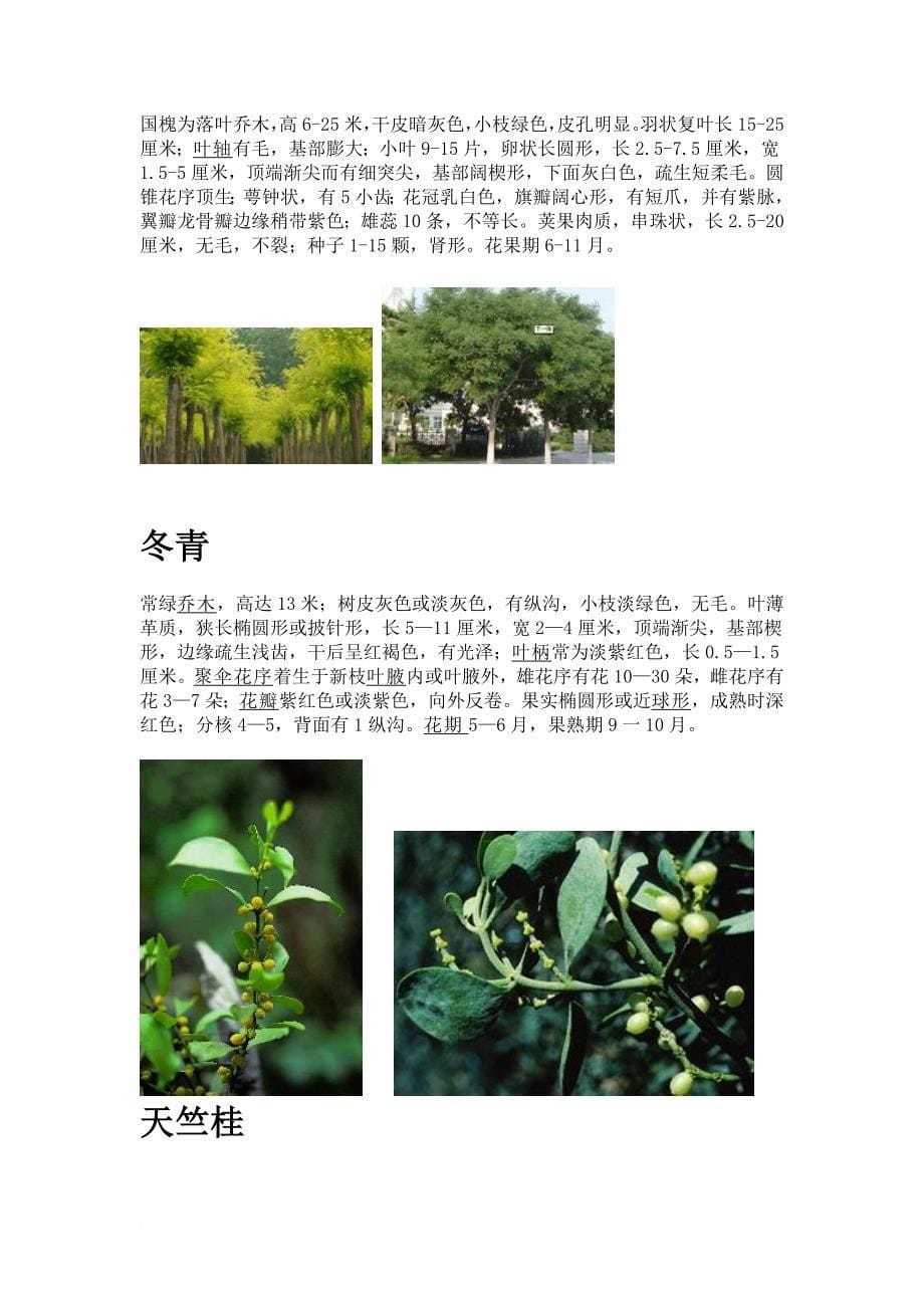 上海市30种常见树木和植物.doc_第5页