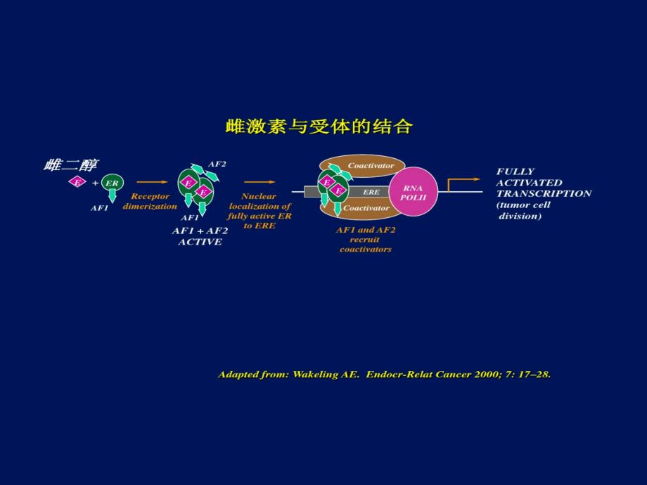 他莫昔芬与来曲唑的资料_第3页