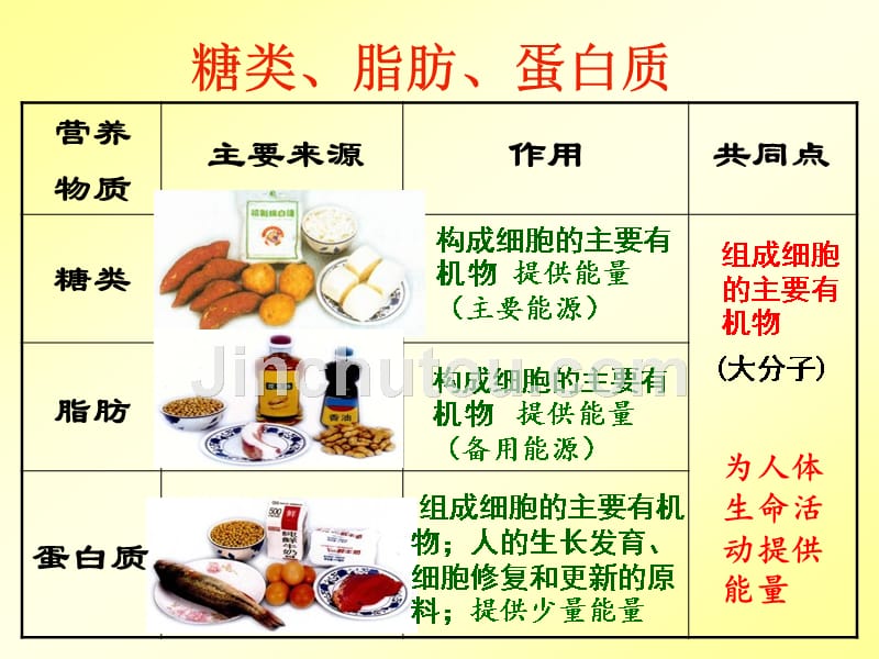 七下生物圈中的人复习上课用_第4页