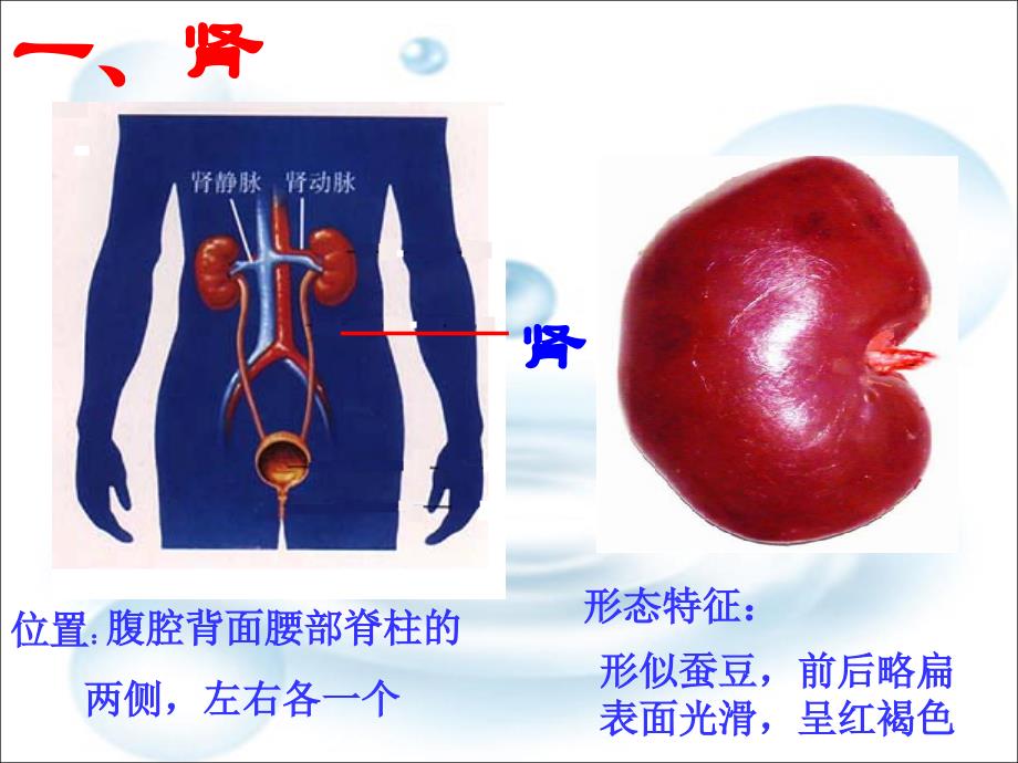 尿液的形成课件用_第3页