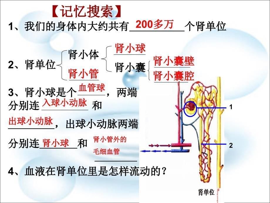 尿液的形成课件用_第5页