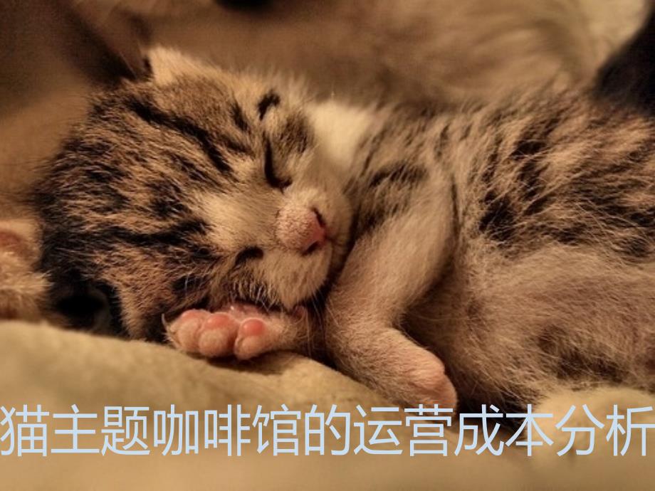 猫主题咖啡馆成本计算_第1页