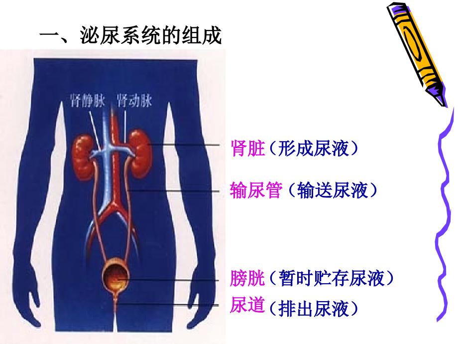 尿液的形成和排出谭娟_第3页