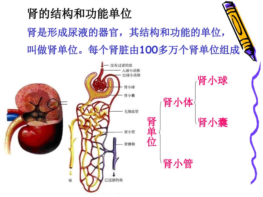 尿液的形成和排出谭娟_第4页