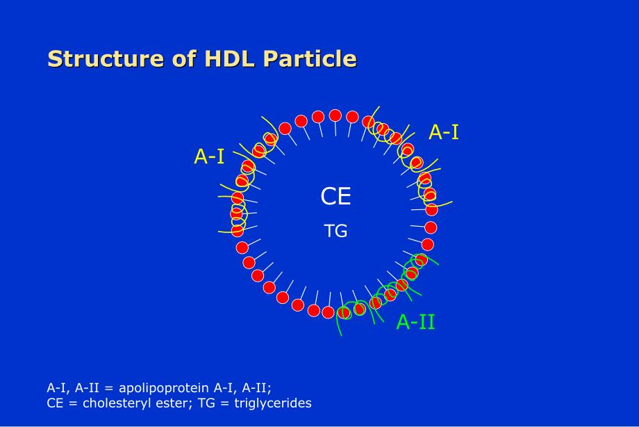 HDL代谢的生理学和病理学意义PPT课件_第2页