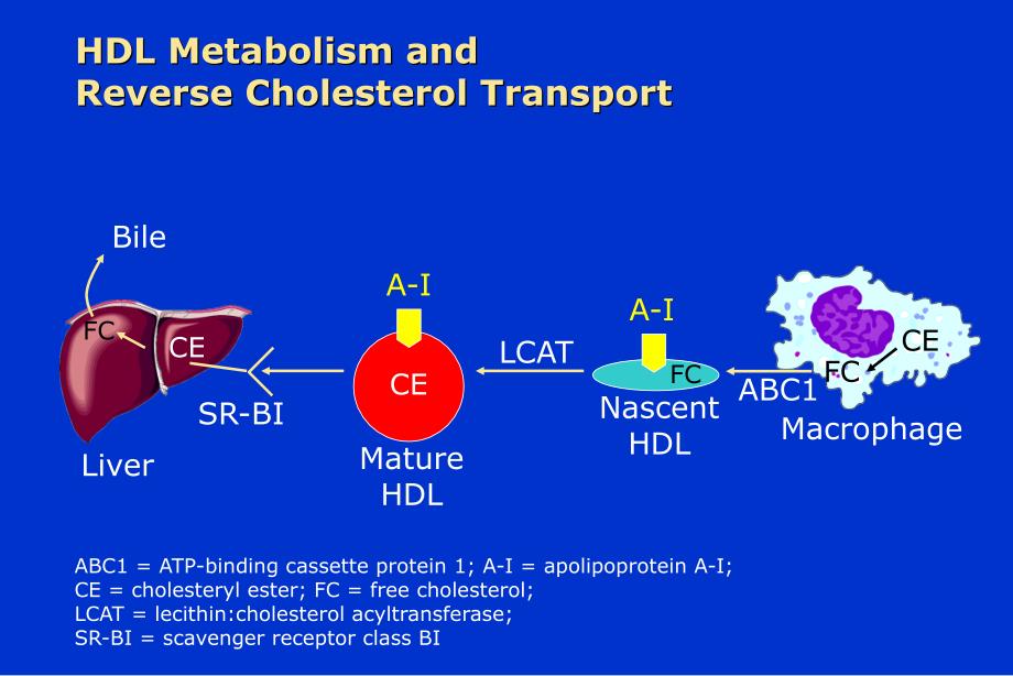 HDL代谢的生理学和病理学意义PPT课件_第4页