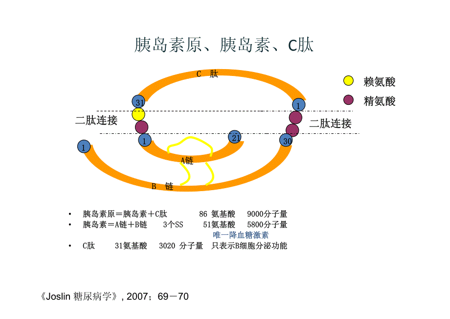 胰岛素药动学与药效学分析资料_第2页