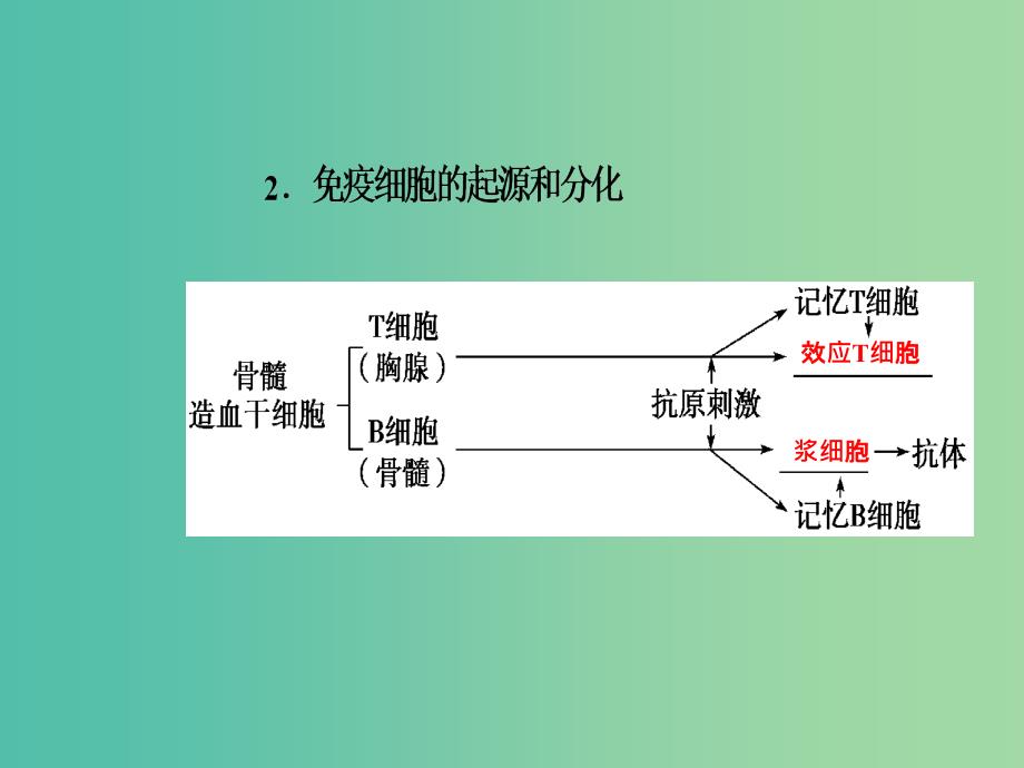 高考生物总复习第八单元生命活动的调节第4讲免疫调节课件_第4页