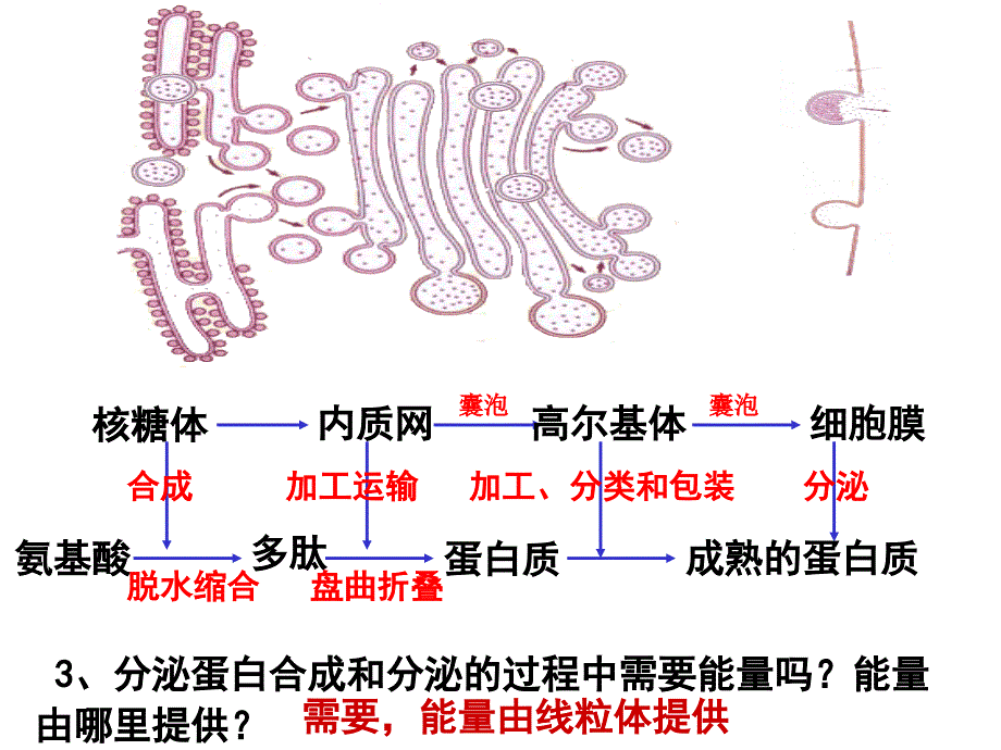 3-2细胞器 系统内的分工合作（第二课时）PPT课件_第4页