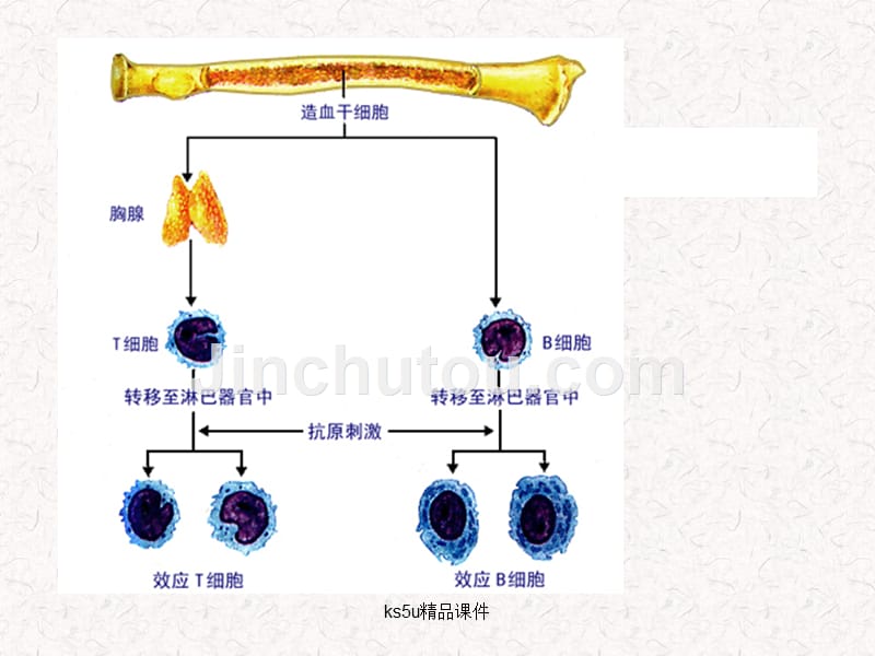 2-4免疫调节PPT课件_第4页