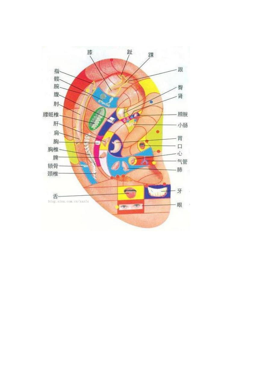 耳朵穴位图与按摩保健资料_第3页