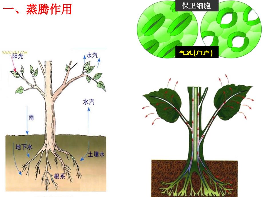 经典植物三大作用专题复习_第2页