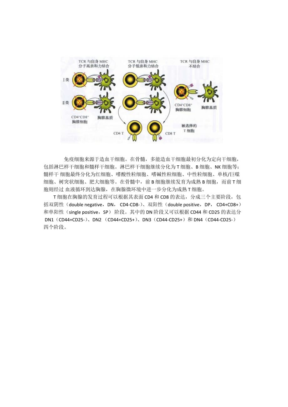 t细胞阳.阴性选择_第1页