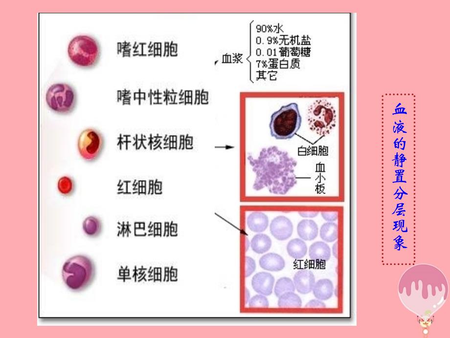 云南省峨山彝族自治县高中生物 第一章 人体的内环境与稳态 1.1 细胞生活的环境课件2 新人教版必修3_第4页