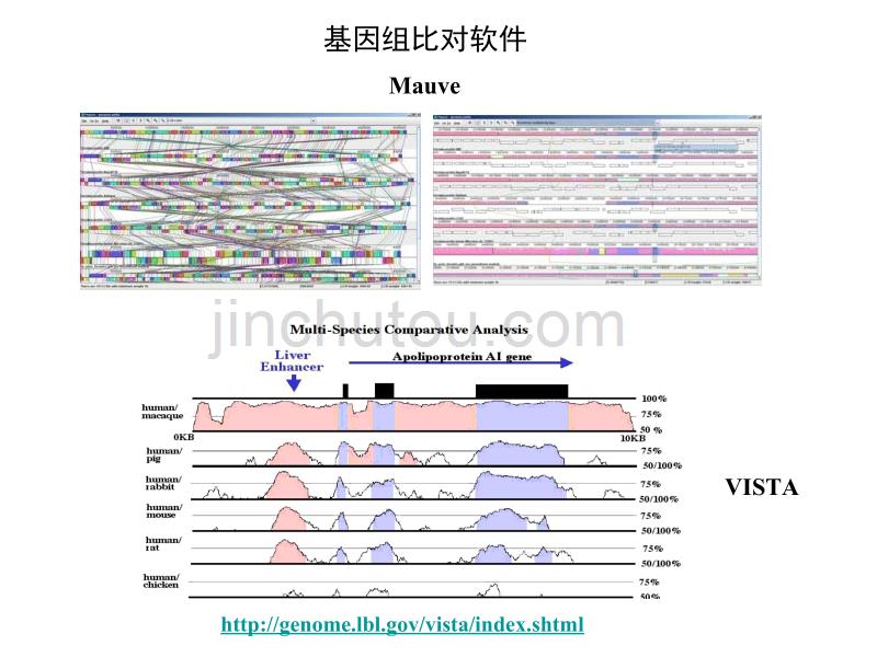 生物基因组序列比对分析分子进化兔肝dna提取和二苯胺_第5页