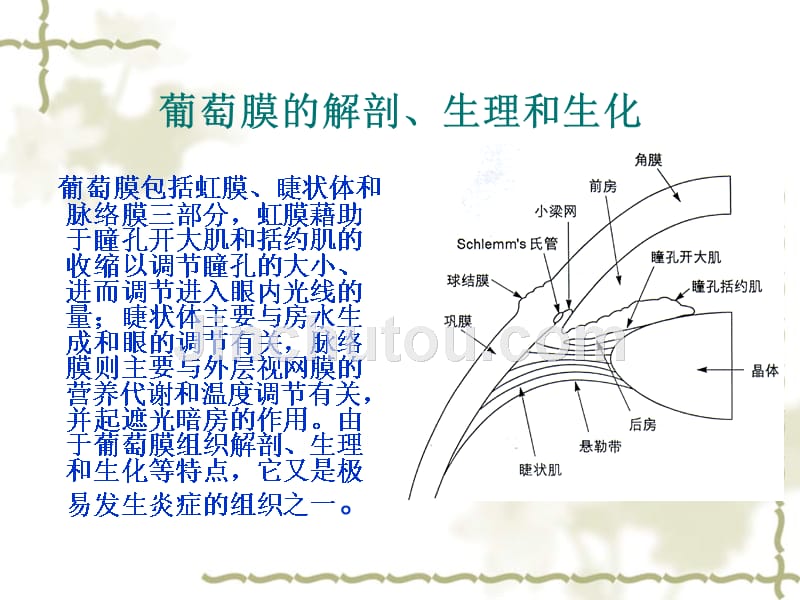 本.葡萄膜病ppt_第4页