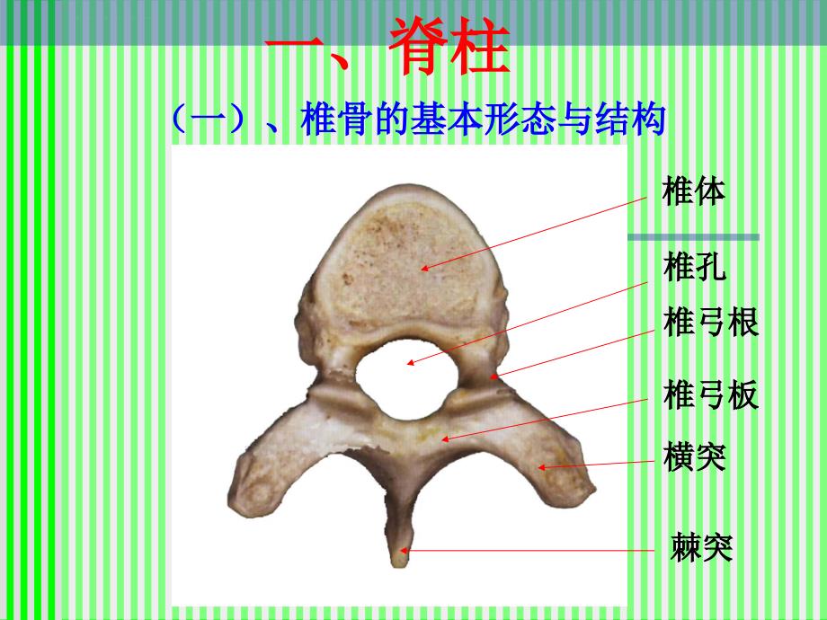 脊柱解剖与神经分布.ppt_第3页