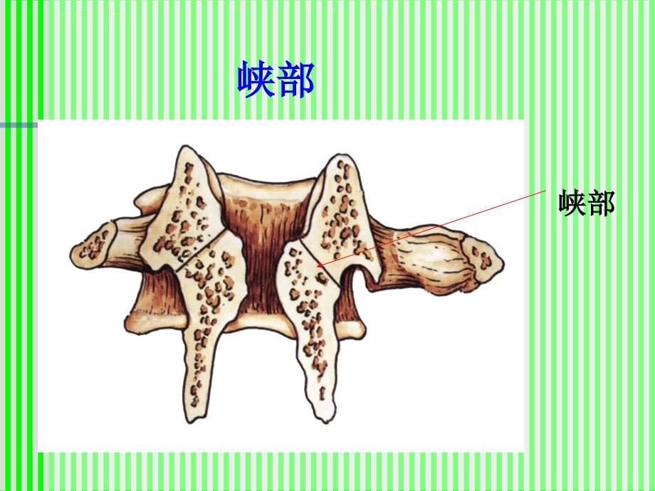 脊柱解剖与神经分布.ppt_第5页