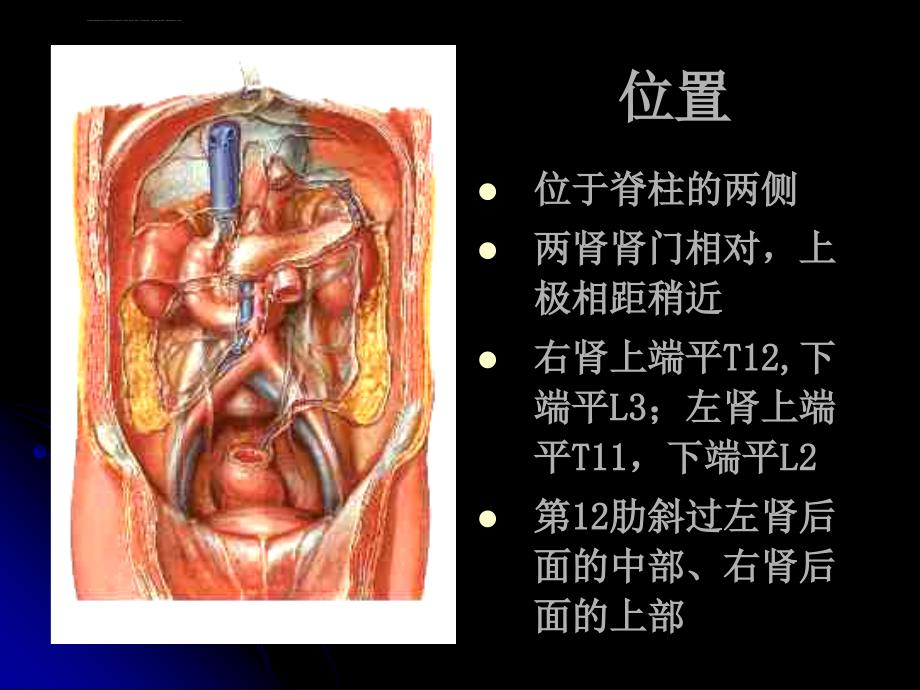 医学课件-人体解剖学-肾、肾上腺.ppt_第2页