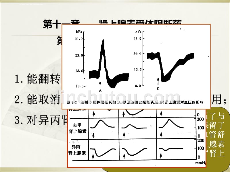 第11章-肾上腺素受体阻断药.ppt_第3页