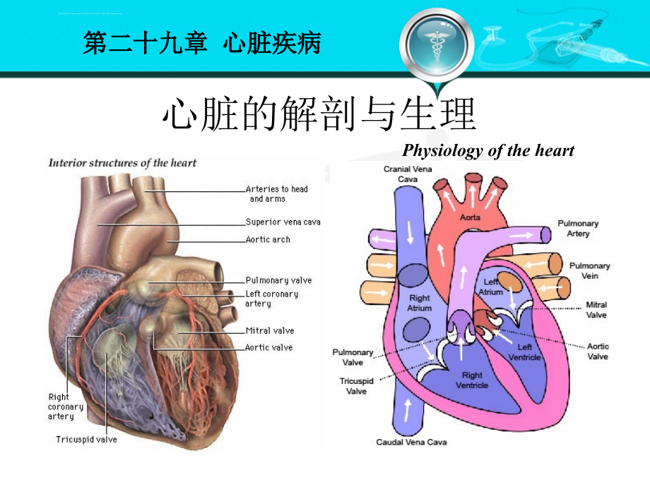 心脏疾病的外科治疗.ppt_第4页