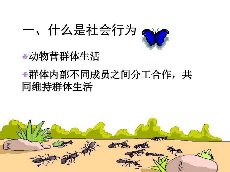 第三节-社会行为课件.ppt_第2页