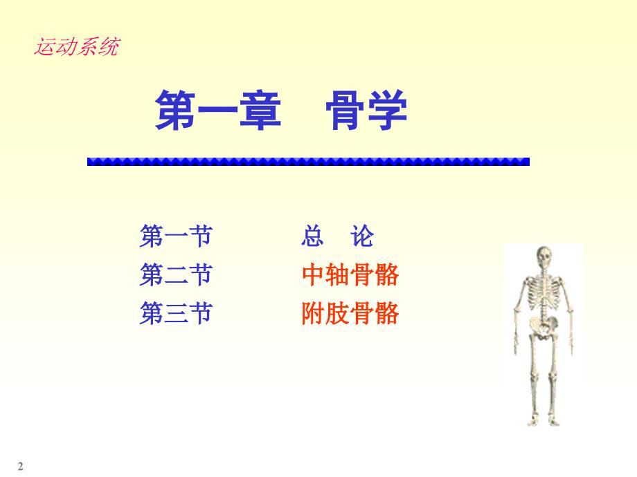 人体解剖学-----骨学.ppt_第2页