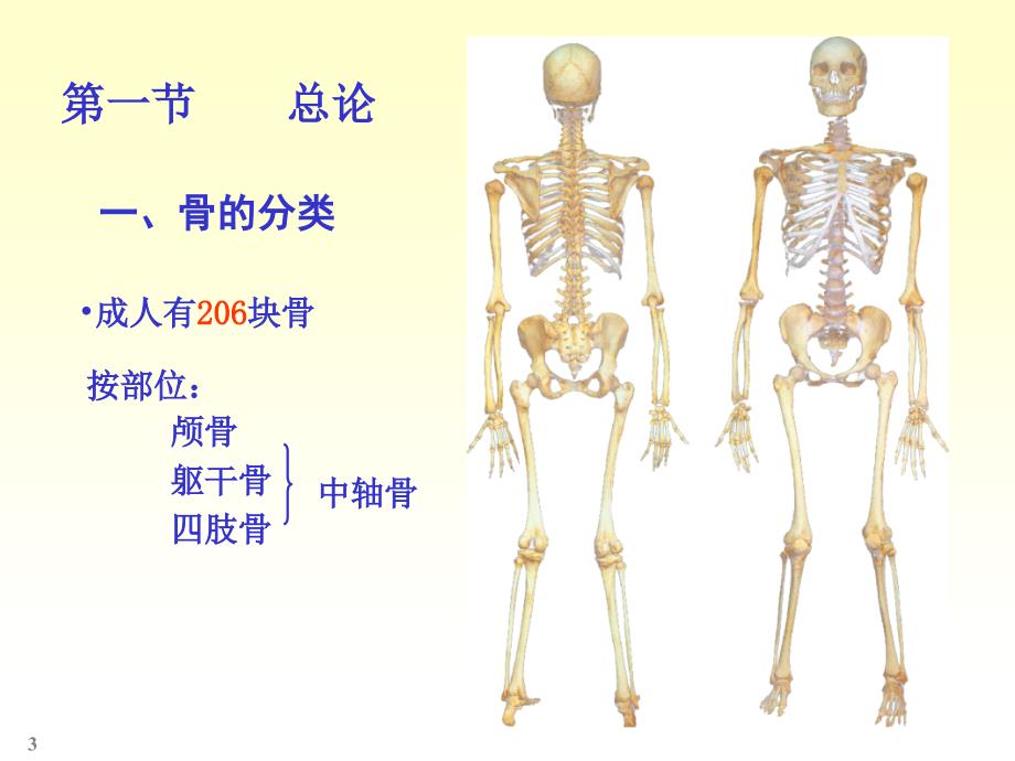 人体解剖学-----骨学.ppt_第3页
