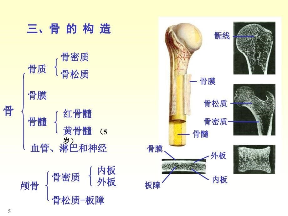 人体解剖学-----骨学.ppt_第5页