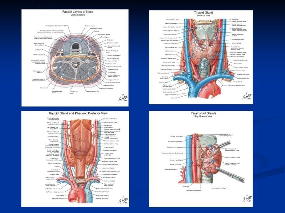 甲状腺癌诊疗进展(基于指南的解读).ppt_第5页