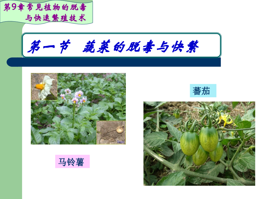 常见植物的脱毒与快速繁殖技术.ppt_第4页