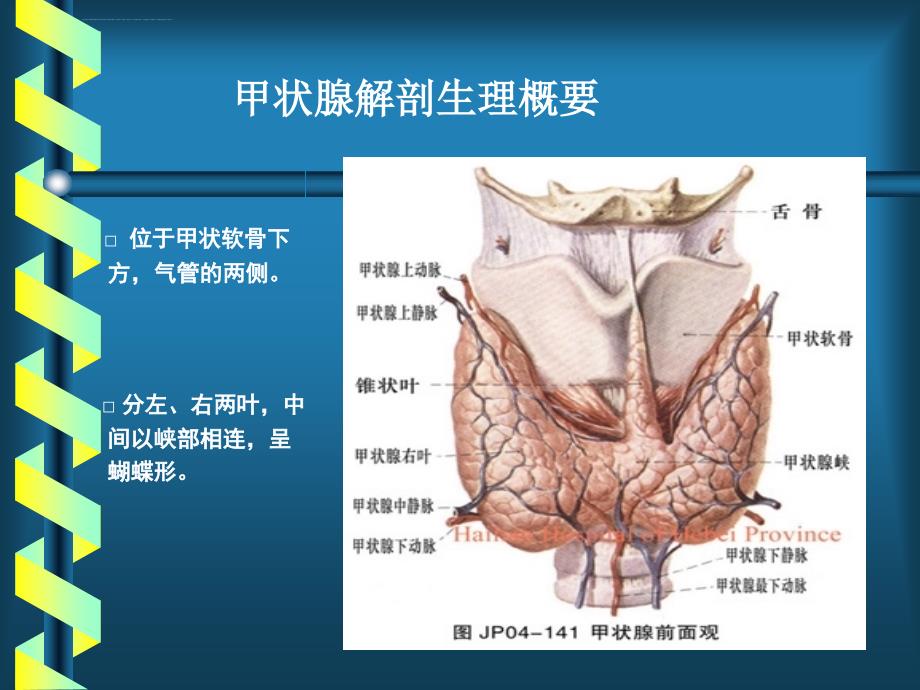 专科甲状腺.ppt_第2页