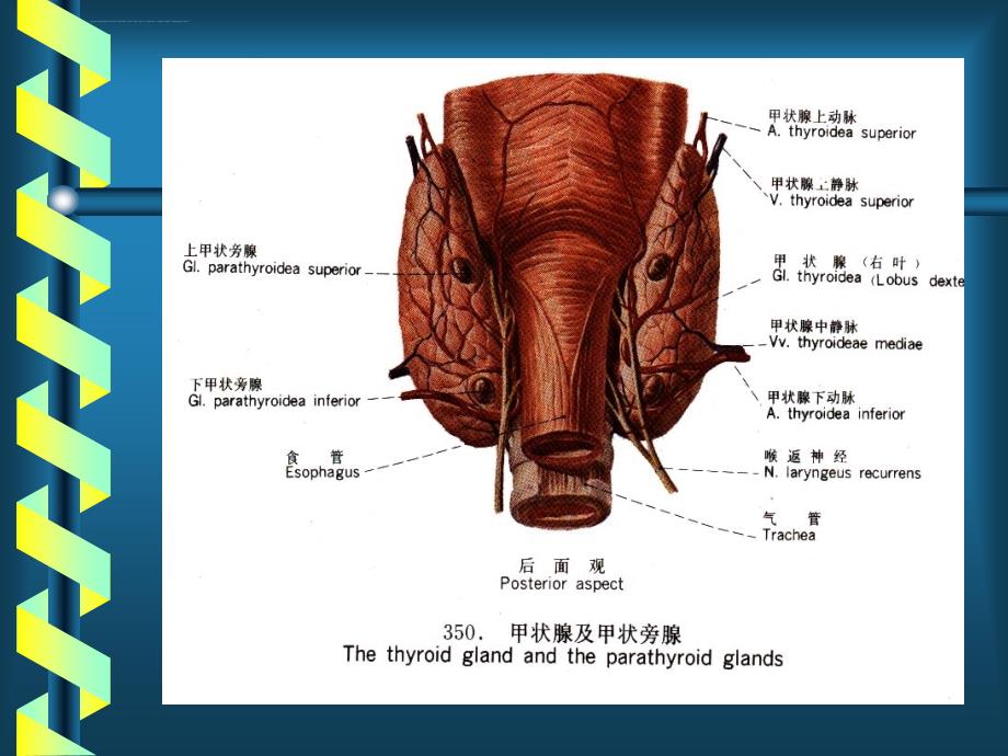 专科甲状腺.ppt_第3页