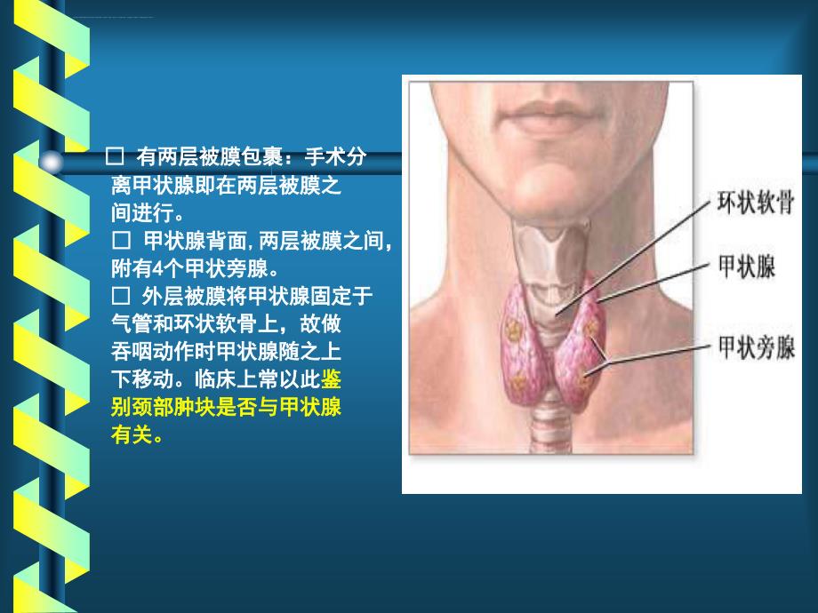 专科甲状腺.ppt_第4页