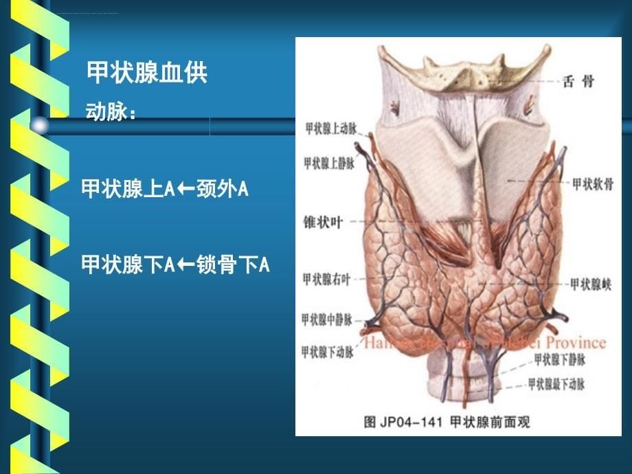 专科甲状腺.ppt_第5页