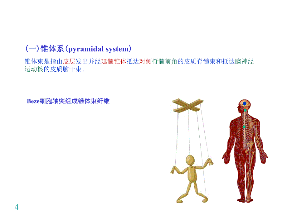 神经系统-运动传导通路.ppt_第4页