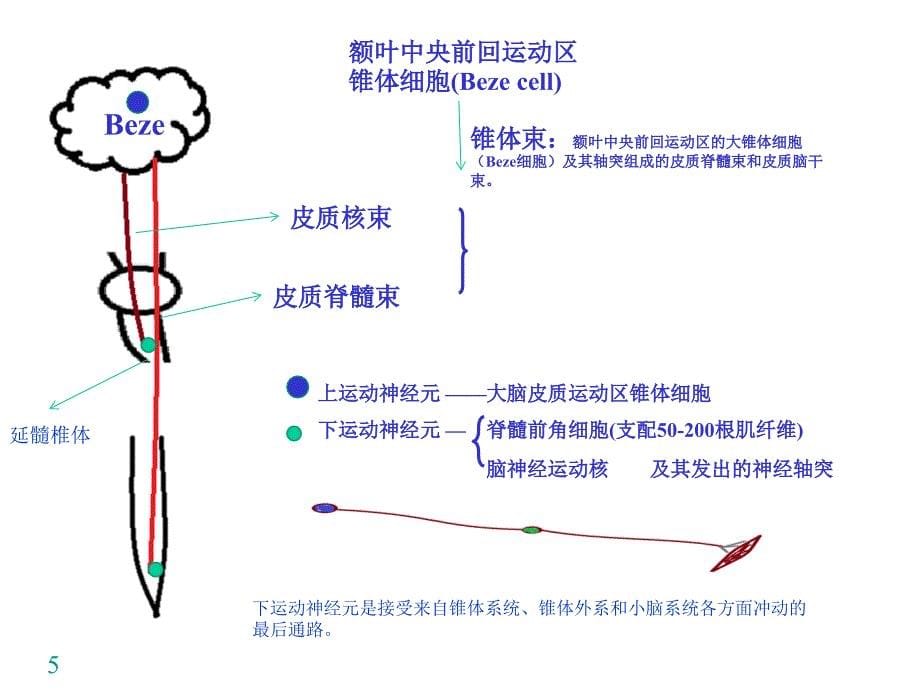 神经系统-运动传导通路.ppt_第5页